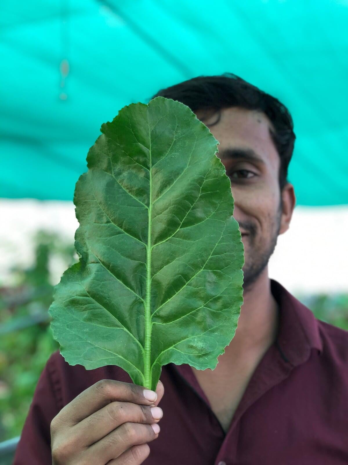 Spinach - Grown in Hydroponics